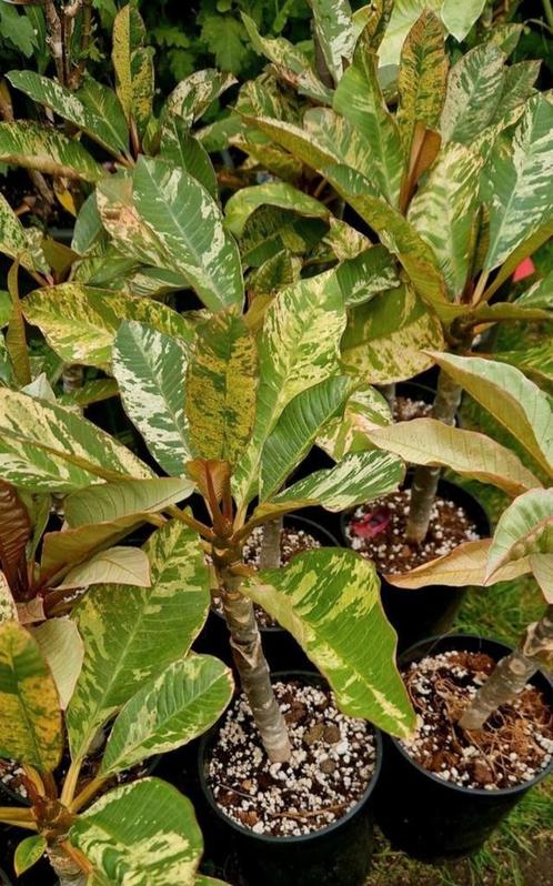 Plumeria frangipani Maya varigated, Tuin en Terras, Planten | Tuinplanten, Volle zon, Zomer, Ophalen of Verzenden