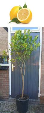 Grote Citroen Op Stam-Citrus Limon-Vruchtdragend-2.20 mtr H, Tuin en Terras, Planten | Fruitbomen, Ophalen, Lente, Volle zon, In pot