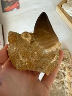 Mosasaurus Tand in Matrix - Prachtig Fossiel, Verzamelen, Mineralen en Fossielen, Ophalen of Verzenden, Fossiel