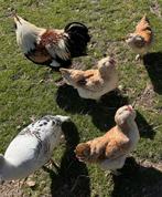 Faverolles kuikens ongesext, Dieren en Toebehoren, Pluimvee, Meerdere dieren, Kip