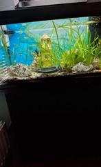 Aquarium Juwel 120 L, Ophalen, Gevuld zoetwateraquarium