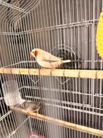 Zebravink koppel, Meerdere dieren