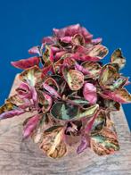 Peperomia Crème Brulee p12 (6)