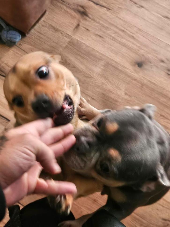 Bullchi puppy  ( gelieve hele beschrijving  lezen), Dieren en Toebehoren, Honden | Bulldogs, Pinschers en Molossers, Reu, Overige rassen