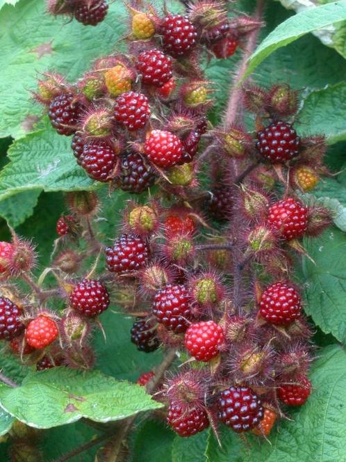 Japanse Wijnbes, Tuin en Terras, Planten | Tuinplanten, Vaste plant, Fruitplanten, Halfschaduw, Zomer, Ophalen