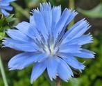 08/ zaad Wilde Cichorei - Cichorium intybus - bio inheems, Tuin en Terras, Bloembollen en Zaden, Ophalen of Verzenden, Voorjaar