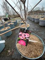 Cornus Kousa Radiant Rose - Roze Bloemen, Overige soorten, Lente, Minder dan 100 cm, Ophalen