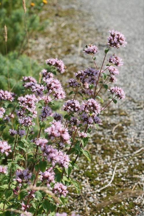 Oregano, inheemse plant, Tuin en Terras, Planten | Tuinplanten, Overige soorten, Volle zon, Zomer, Ophalen