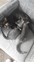 Boerderij kittens, Dieren en Toebehoren, Katten en Kittens | Overige Katten, Meerdere dieren
