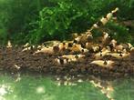 Crystal Black garnalen, Dieren en Toebehoren, Vissen | Aquariumvissen, Kreeft, Krab of Garnaal, Zoetwatervis, Schoolvis