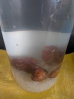Water kefir korrels, Ophalen, Zo goed als nieuw