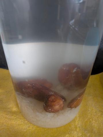 Water kefir korrels  beschikbaar voor biedingen
