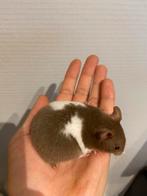 Jonge hamster, Hamster, Augustus, Meerdere dieren, Tam