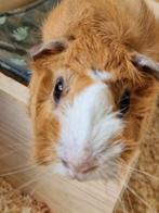 Lieve cavia aangeboden, November, Mannelijk, Cavia