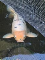Japanse Koi Shiro utsuri 65 cm van kweker omosako, Karper of Koi