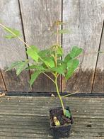 Franse uiensoepboom - Toona sinensis, Ophalen of Verzenden