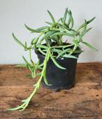 String of Bananas, Senecio Radicans., Ophalen of Verzenden, Overige soorten, Minder dan 100 cm