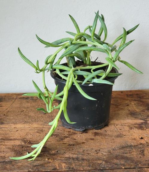 String of Bananas, Senecio Radicans., Huis en Inrichting, Kamerplanten, Overige soorten, Minder dan 100 cm, Ophalen of Verzenden