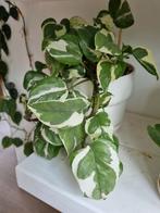 epipremnum n'joy stek, Ophalen of Verzenden, Halfschaduw, Minder dan 100 cm