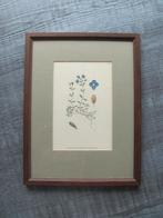 Antieke gravure - Veronica Fruticans Jacq. - Alpen-plant, Ophalen of Verzenden