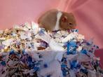 Hamster te koop Syrische/goudhamster, Dieren en Toebehoren, Hamster, Meerdere dieren, Tam, September