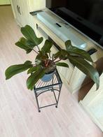 Philodendron Florida Bronze, Huis en Inrichting, Kamerplanten, Ophalen, Overige soorten, Minder dan 100 cm