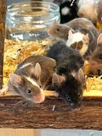 🩷 Hele lieve jonge tamme kleurmuisjes beschikbaar 🐭🩷, Meerdere dieren, Muis, Na 1 juli 2024, Tam