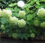 Hydrangea Annabelle(bolhortensia) wit heester, Tuin en Terras, Ophalen, Hortensia, Struik, Minder dan 100 cm