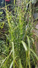 zebragras, Ophalen, Overige soorten, Volle zon