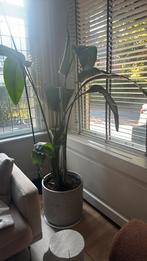 Strelitzia huisplant, Huis en Inrichting, Kamerplanten, Ophalen of Verzenden, Overige soorten, 200 cm of meer