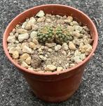 Cactus, Strombocactus, Huis en Inrichting, Kamerplanten, Ophalen of Verzenden, Cactus, Volle zon, Minder dan 100 cm