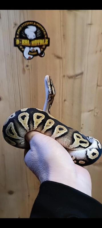 0.1. Pastel Mojave (Pastave) dametje uit 2024 beschikbaar. beschikbaar voor biedingen