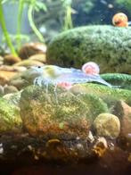 Mooie white pearl garnalen ( neocaridina ), Dieren en Toebehoren, Vissen | Aquariumvissen, Kreeft, Krab of Garnaal