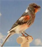 Harlekijn kanarie PoP Gezocht, Dieren en Toebehoren, Vogels | Kanaries, Vrouwelijk, Kleurkanarie