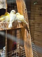 Jonge kanaries, Dieren en Toebehoren, Vogels | Kanaries, Meerdere dieren, Kleurkanarie