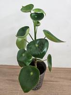 Mooie Raindrop Peperomia plant met extra mooie pot, Huis en Inrichting, Kamerplanten, Ophalen, Minder dan 100 cm