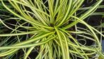 Geel Japans siergras, onderhoudsarm, Tuin en Terras, Planten | Tuinplanten, Ophalen, Vaste plant, Siergrassen, Volle zon
