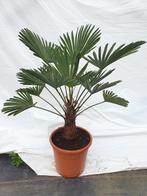 Palm, Trachycarpus wagnerianus, winterhard, Ophalen of Verzenden