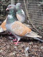 Sierduiven. Cauchois., Meerdere dieren, Overige soorten