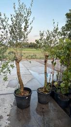 Olijf bomen 3 stuks 1 koop mooi gelijk 50,pst snel wegprijs, Ophalen, Zomer, Vaste plant, Halfschaduw