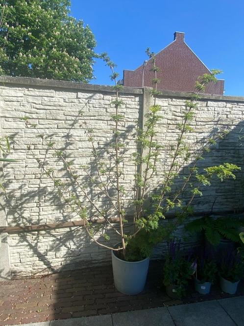 Sambucus nigra 'Golden Tower, Tuin en Terras, Planten | Tuinplanten, Vaste plant, Overige soorten, Volle zon, Zomer, Ophalen