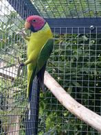 Pruimkop parkieten koppel (broedrijp), Dieren en Toebehoren, Vogels | Parkieten en Papegaaien, Meerdere dieren, Parkiet, Geringd