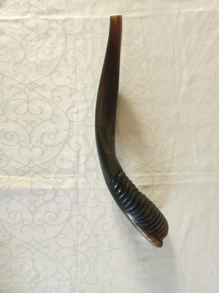 Authentieke Shofar Hoorn nyala. Gepolijst., Ophalen of Verzenden