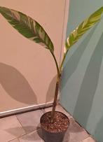 Musa nano pink, Huis en Inrichting, Ophalen of Verzenden, Halfschaduw, Minder dan 100 cm