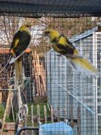 Bewezen koppel bonte strogele rosella, Dieren en Toebehoren, Vogels | Parkieten en Papegaaien, Meerdere dieren, Parkiet, Geringd