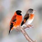 Kapoeten sijs, Meerdere dieren, Tropenvogel