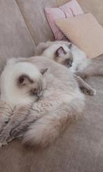 2 super lieve Ragdoll broertjes!, Kater, Gechipt, 0 tot 2 jaar