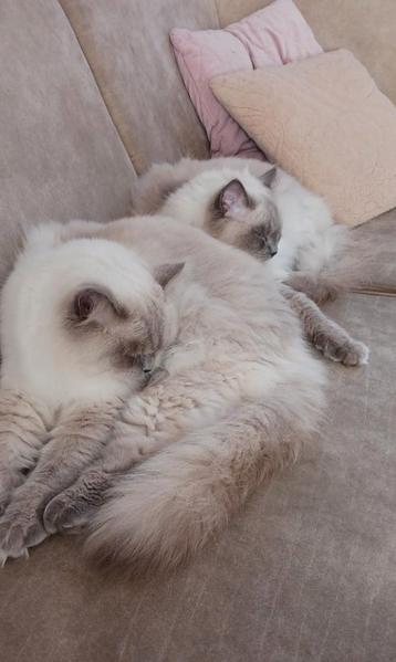 2 super lieve Ragdoll broertjes! beschikbaar voor biedingen