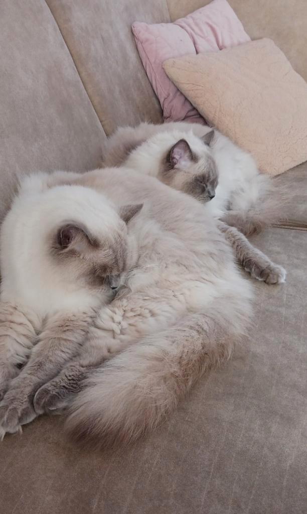 2 super lieve Ragdoll broertjes!, Dieren en Toebehoren, Katten en Kittens | Raskatten | Langhaar, Kater, 0 tot 2 jaar, Gechipt