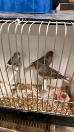 Kanaries, Dieren en Toebehoren, Vogels | Kanaries, Meerdere dieren, Kleurkanarie